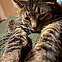 animal, blanket, cat, closeup, cozy, cute, domestic, feline, fur, indoor, mammal, paws, pet, relaxed, resting, sleepy, soft, stretching, tabby, whiskers
