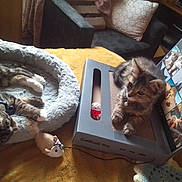 Honeydew is registered to the contest to win money with this photo: cat, kitten, cat_bed, toy_mouse, cardboard_box, laptop, yellow_blanket, indoor, pet, animal, feline, resting, cute, collar, playful, bed, furniture, screen, cozy, domestic