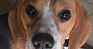 Voyou participe au concours pour gagner de l'argent avec cette photo : animal, beagle, black, brown, canine, close_up, collar, curious, dog, ears, face, floor, indoor, looking, muzzle, nose, pet, tile, whiskers, white