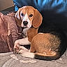animal, beagle, black, blanket, brown, companion, couch, curled_up, dog, ears, elephant_print, face, fur, indoor, pet, pillow, relaxed, resting, tricolor, white