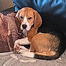 beagle, black, blanket, brown, couch, curled_up, dog, ears, elephant_pattern, face, fur, home, indoor, paw, pet, pillow, relaxed, resting, snout, white