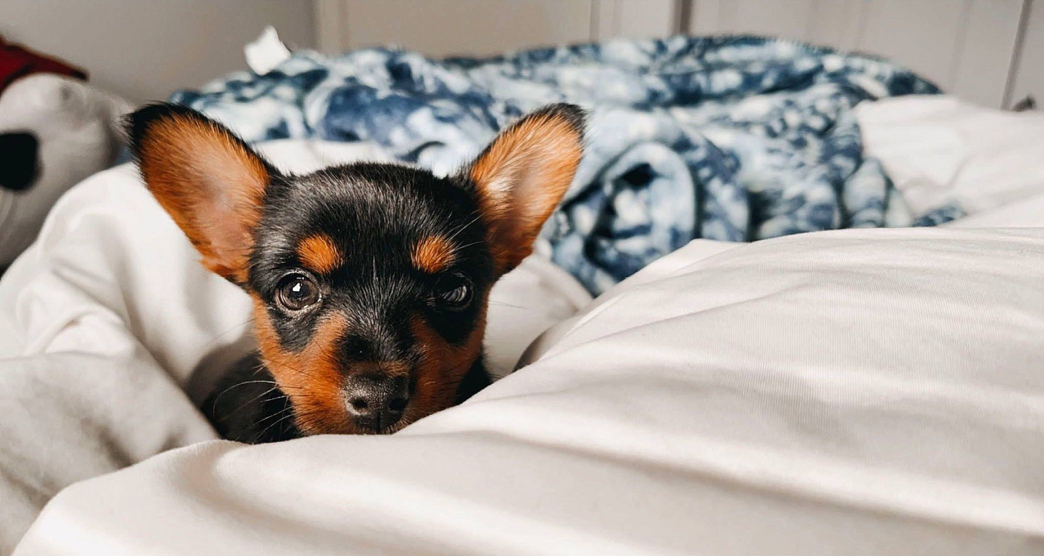 Sadie joined the competition — help win amazing prizes! canidae, carnivore, comfort, companion_dog, dog, dog_breed, ear, fawn, fur, paw, pinscher, prazsky_krysarik, puppy, small_terrier, sporting_group, terrestrial_animal, toy_dog, whiskers, working_animal