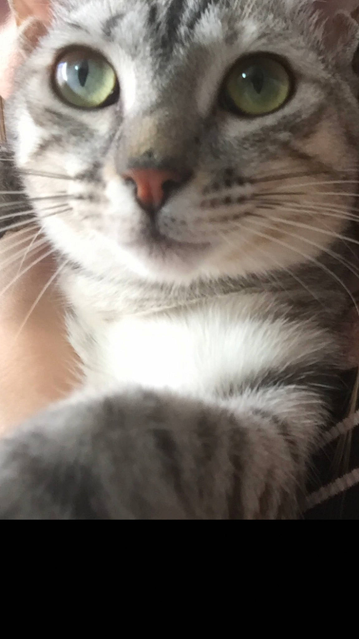 Bella a rejoint le concours — aidez-le/la à gagner de superbes lots ! carnivore, cat, close_up, curious, domestic_short_haired_cat, felidae, fur, paw, small_to_medium_sized_cats, snout, terrestrial_animal, whiskers