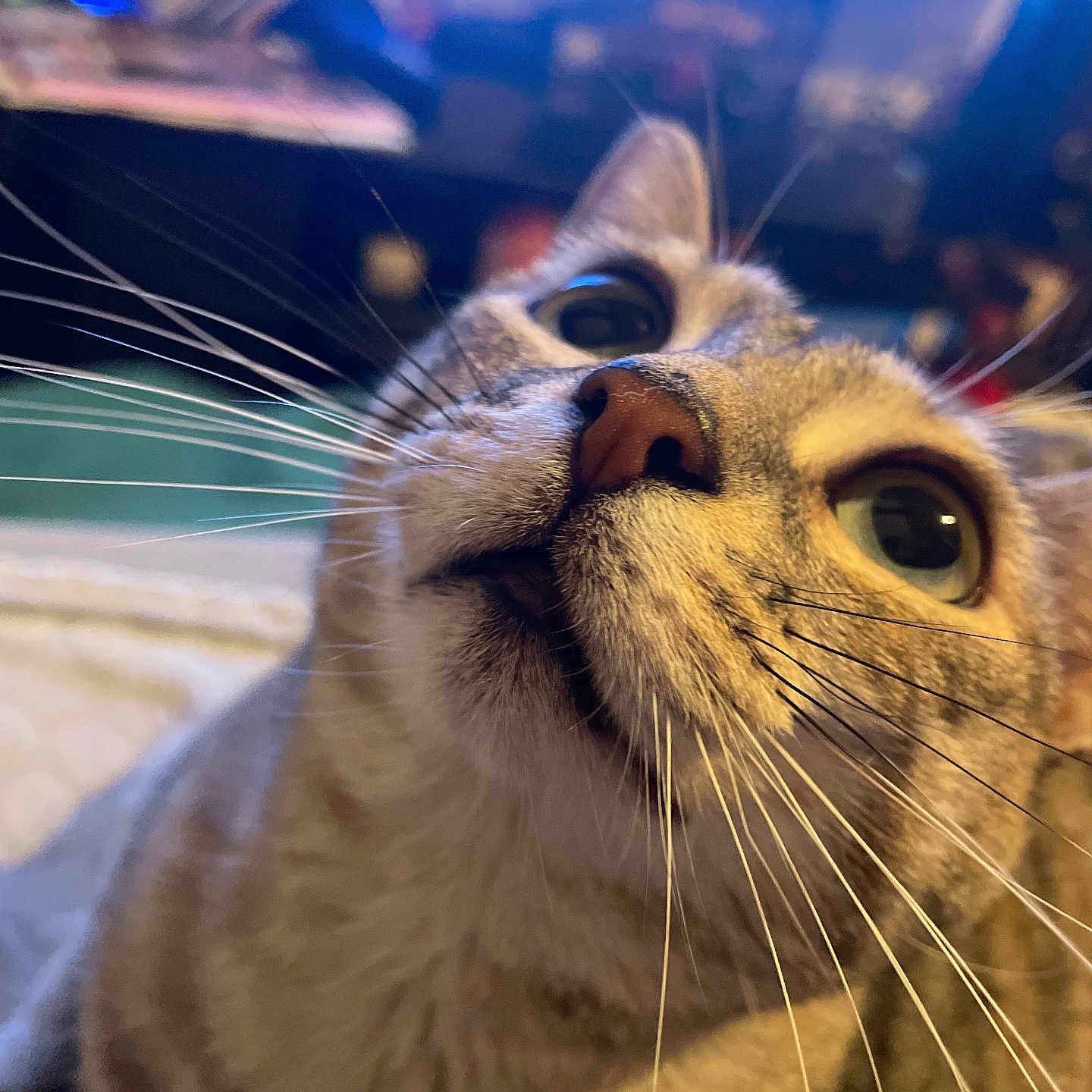 Bella participe au concours pour gagner de l'argent avec cette photo : animal, cat, close_up, curious, cute, domestic_cat, ears, eyes, face, feline, fur, indoor, looking_up, muzzle, nose, pet, portrait, soft_lighting, tabby, whiskers