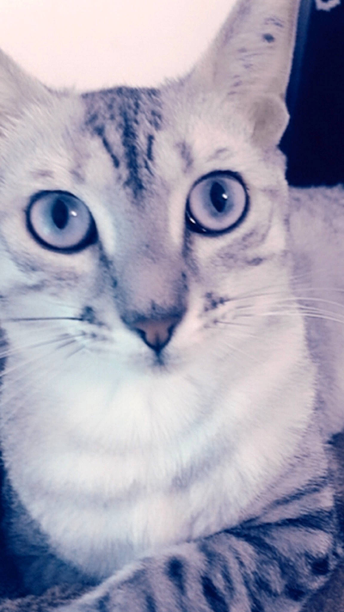 Bella a rejoint le concours — aidez-le/la à gagner de superbes lots ! blue, carnivore, cat, close_up, domestic_short_haired_cat, ear, eye, felidae, fur, iris, nose, paw, rectangle, small_to_medium_sized_cats, snout, terrestrial_animal, tree, whiskers, wildlife