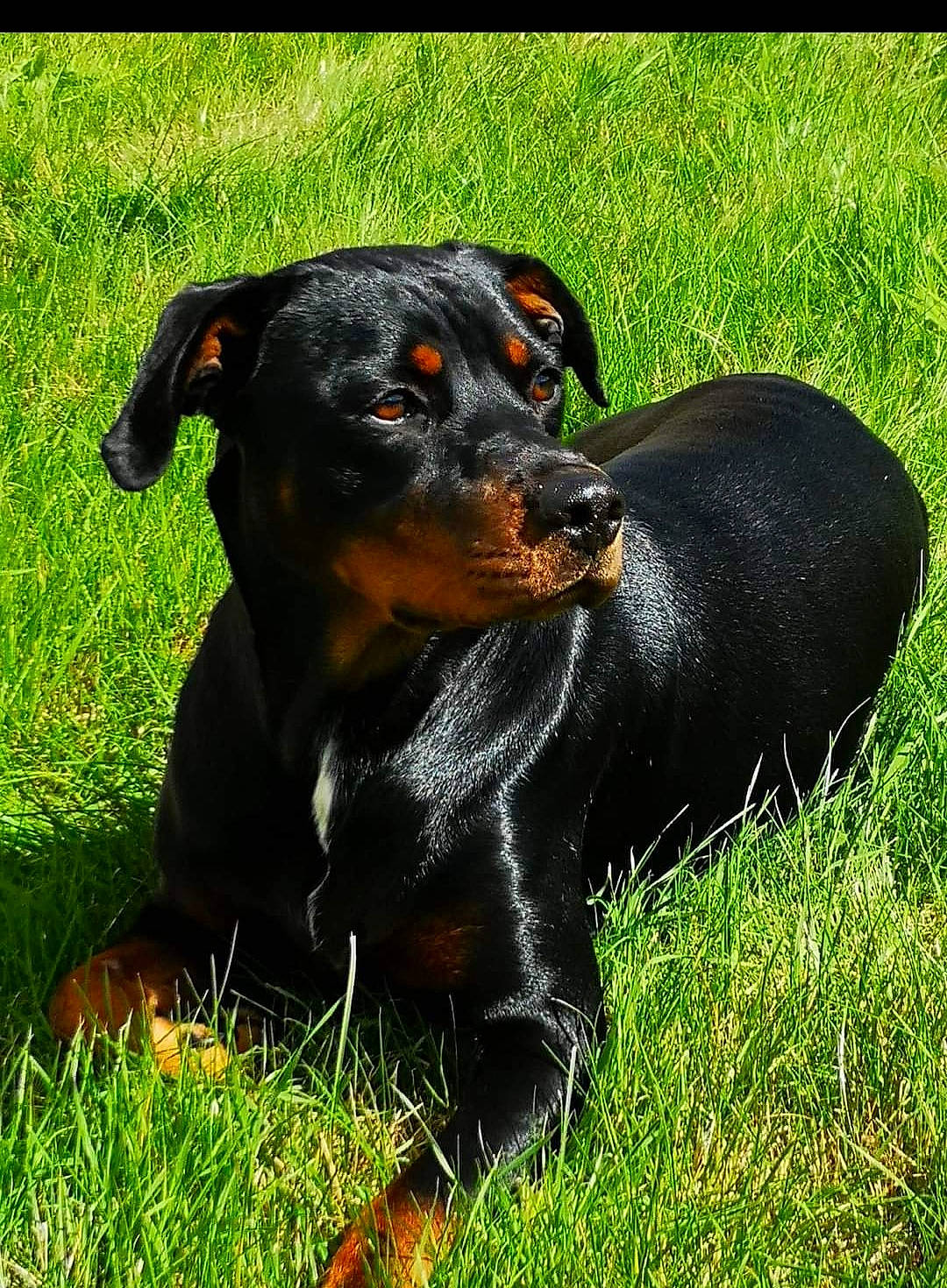 Mitsy participe au concours pour gagner de l'argent avec cette photo : canidae, carnivore, companion_dog, dog, dog_breed, grass, guard_dog, hound, hunting_dog, snout, sporting_group, terrestrial_animal, working_animal, working_dog