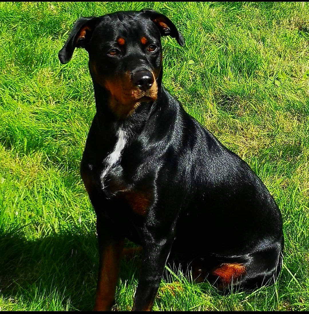 Mitsy a rejoint le concours — aidez-le/la à gagner de superbes lots ! austrian_black_and_tan_hound, canidae, carnivore, companion_dog, dog, dog_breed, grass, guard_dog, hound, hunting_dog, plant, rottweiler, snout, sporting_group, terrestrial_animal, whiskers, working_animal, working_dog
