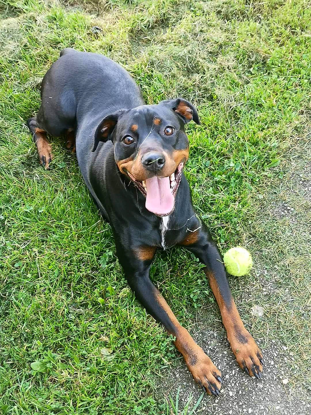 Mitsy a rejoint le concours — aidez-le/la à gagner de superbes lots ! ball, canidae, carnivore, companion_dog, dog, dog_breed, fawn, grass, guard_dog, hound, personal_protective_equipment, pinscher, plant, rottweiler, snout, sporting_group, sports_toy, tennis_ball, working_animal, working_dog