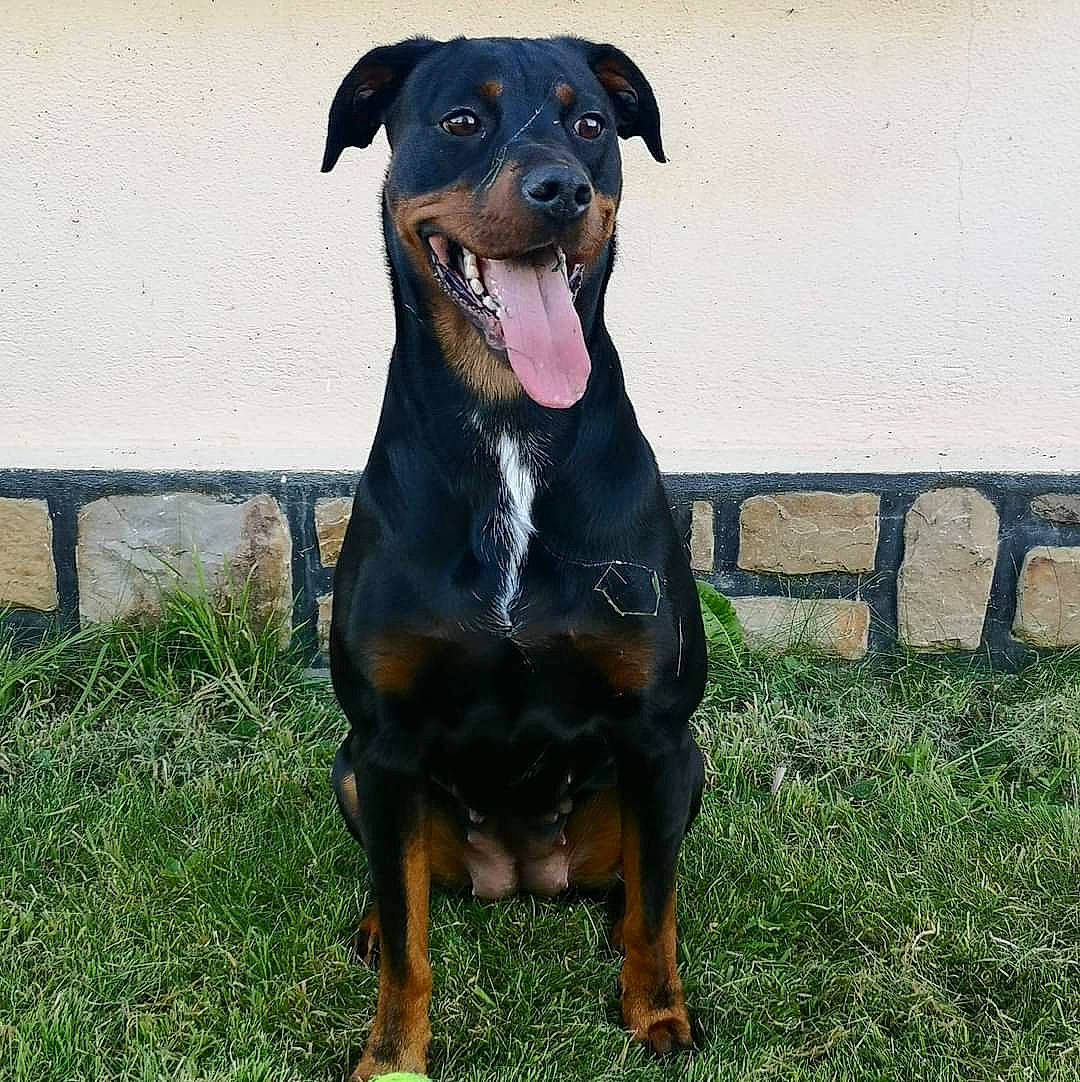 Mitsy participe au concours pour gagner de l'argent avec cette photo : canidae, carnivore, collar, companion_dog, dog, dog_breed, dog_collar, dog_supply, grass, guard_dog, hound, hunting_dog, liver, pet_supply, snout, sporting_group, working_animal, working_dog