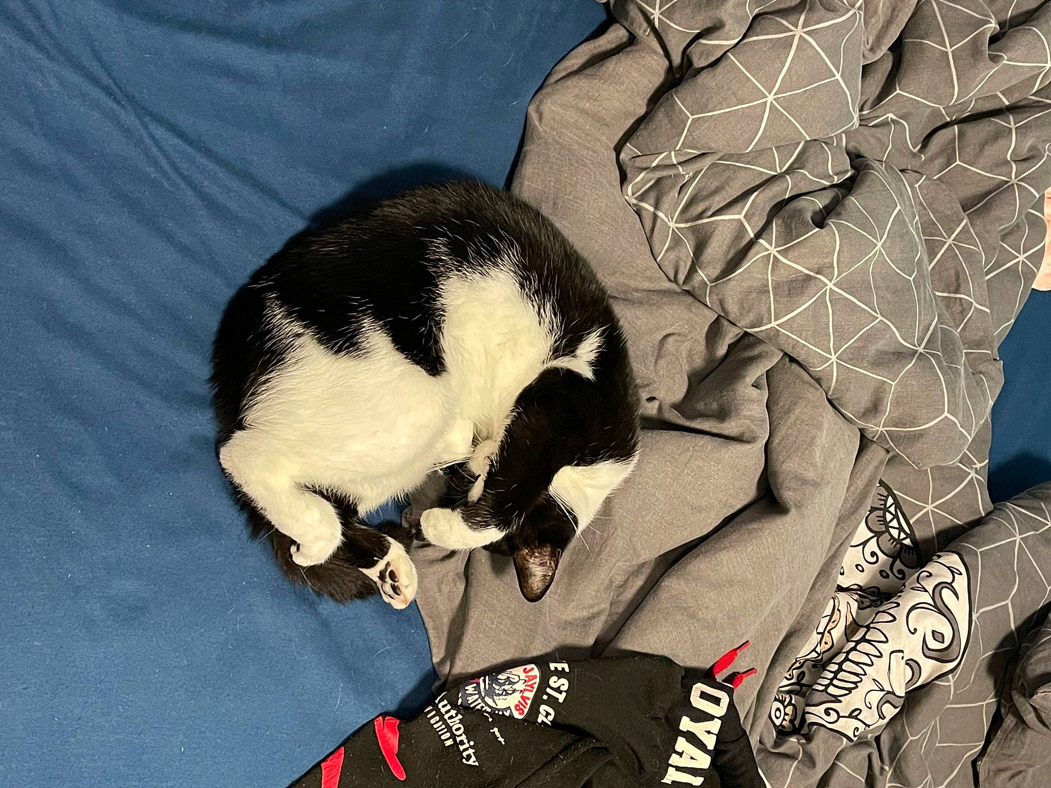 Licorne participe au concours pour gagner de l'argent avec cette photo : canidae, carnivore, cat, comfort, dog_breed, domestic_short_haired_cat, felidae, fur, leg, linens, mammal, nap, sleeve, small_to_medium_sized_cats, snout, sporting_group, tail, textile, vertebrate, whiskers