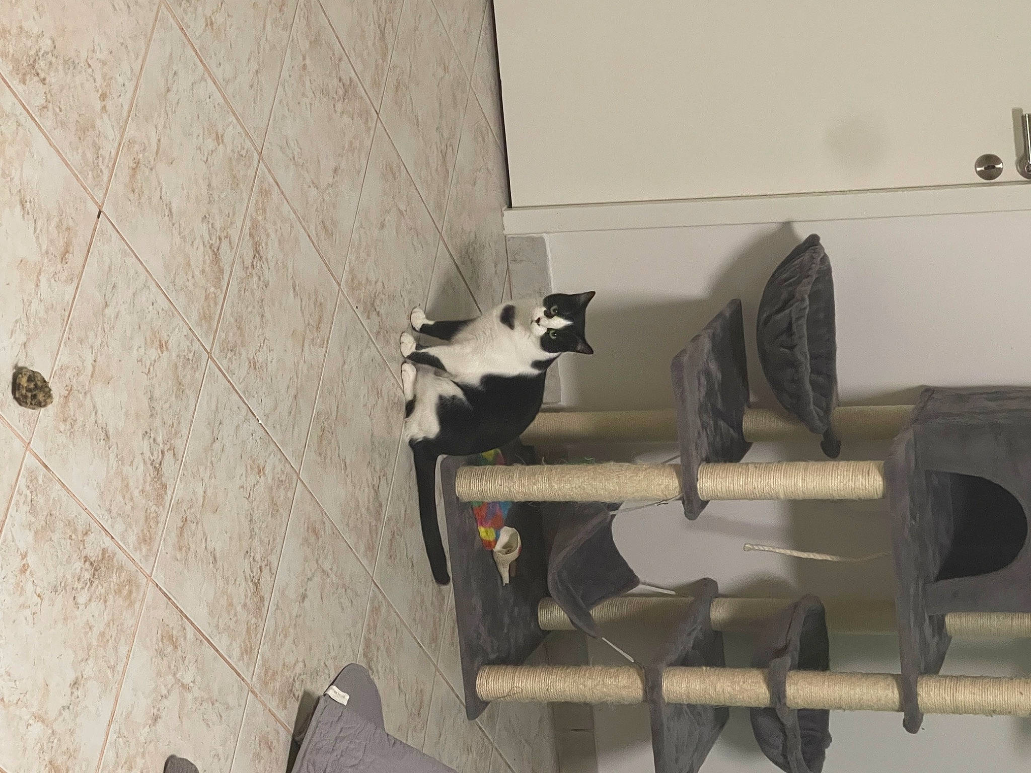 Licorne a rejoint le concours — aidez-le/la à gagner de superbes lots ! automotive_design, building, cat, composite_material, concrete, felidae, floor, flooring, grey, hardwood, machine, metal, plaster, plywood, room, shadow, small_to_medium_sized_cats, tile, wall, wood