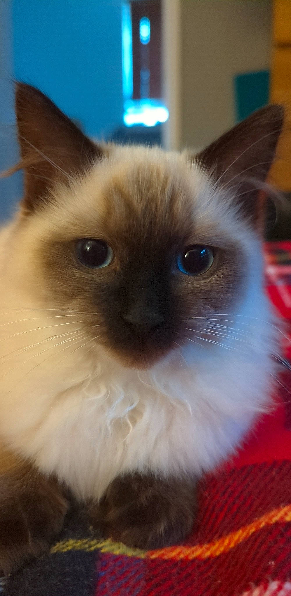 Stevie is registered to the contest to win money with this photo: balinese, birman, carnivore, cat, electric_blue, eye, fawn, felidae, flooring, fur, hair, ragdoll, siamese, small_to_medium_sized_cats, snout, terrestrial_animal, thai, whiskers