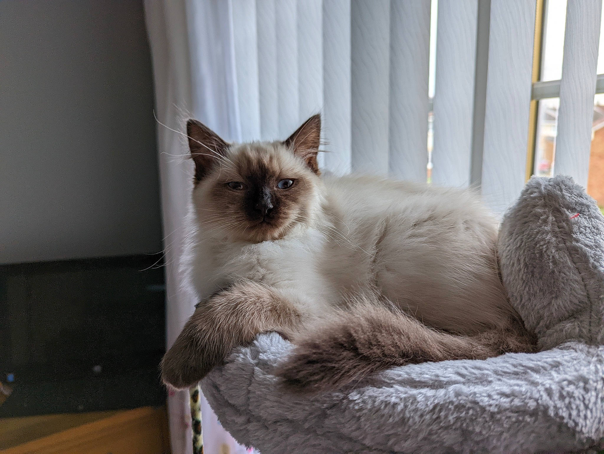Stevie is registered to the contest to win money with this photo: balinese, birman, carnivore, cat, claw, comfort, domestic_short_haired_cat, fawn, felidae, flooring, fur, hardwood, paw, siamese, small_to_medium_sized_cats, snout, tail, terrestrial_animal, thai, whiskers