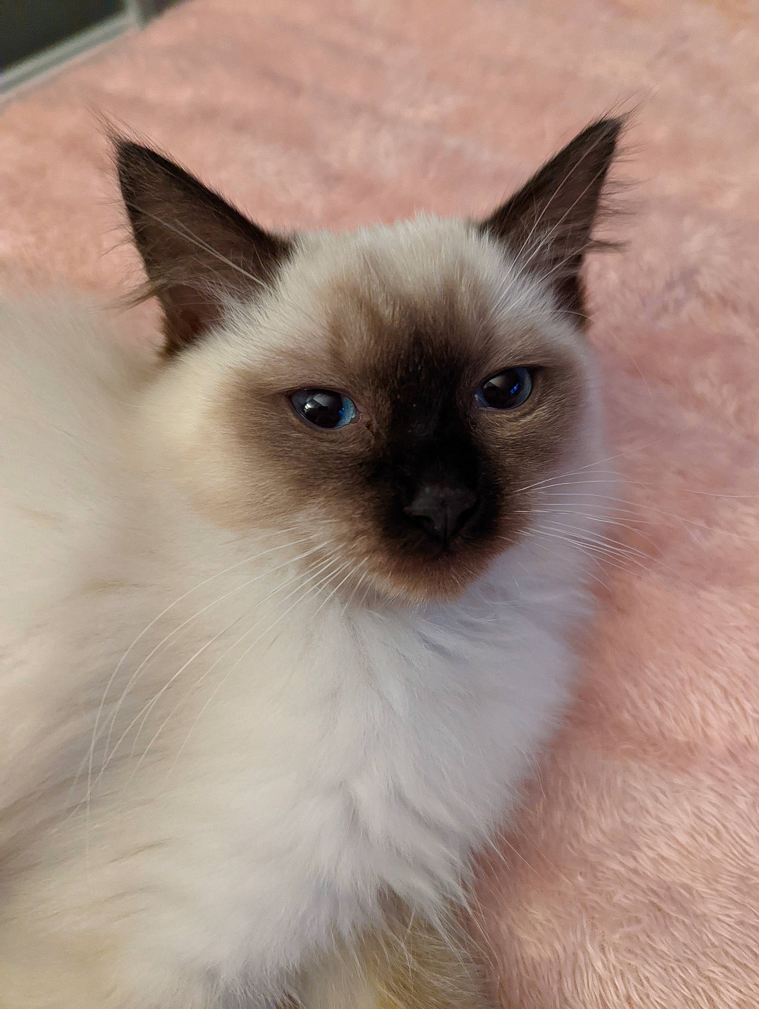 Stevie joined the competition — help win amazing prizes! birman, carnivore, cat, fawn, felidae, fur, iris, siamese, small_to_medium_sized_cats, snout, terrestrial_animal, whiskers