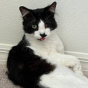 Patches is registered to the contest to win money with this photo: animal, black_and_white, carpet, cat, close_up, cute, ears, funny, green_eye, home, indoor, nose, pet, portrait, relaxed, sitting, tongue, tuxedo_cat, wall, whiskers