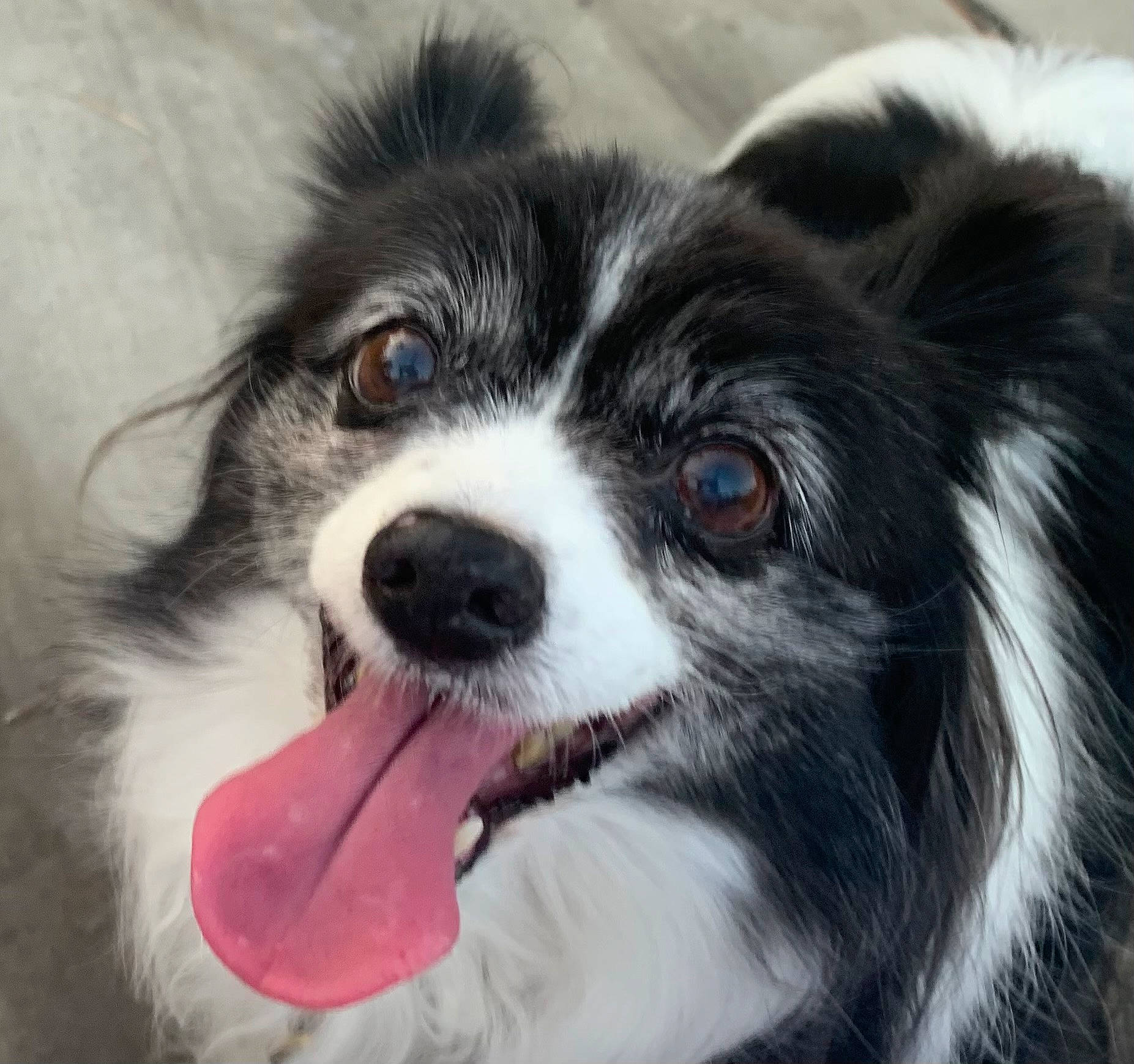 Oreo is registered to the contest to win money with this photo: bored, canidae, carnivore, companion_dog, dog, dog_breed, fur, head, herding_dog, puppy, snout, sporting_group, terrestrial_animal, toy_dog, whiskers, working_animal, working_dog