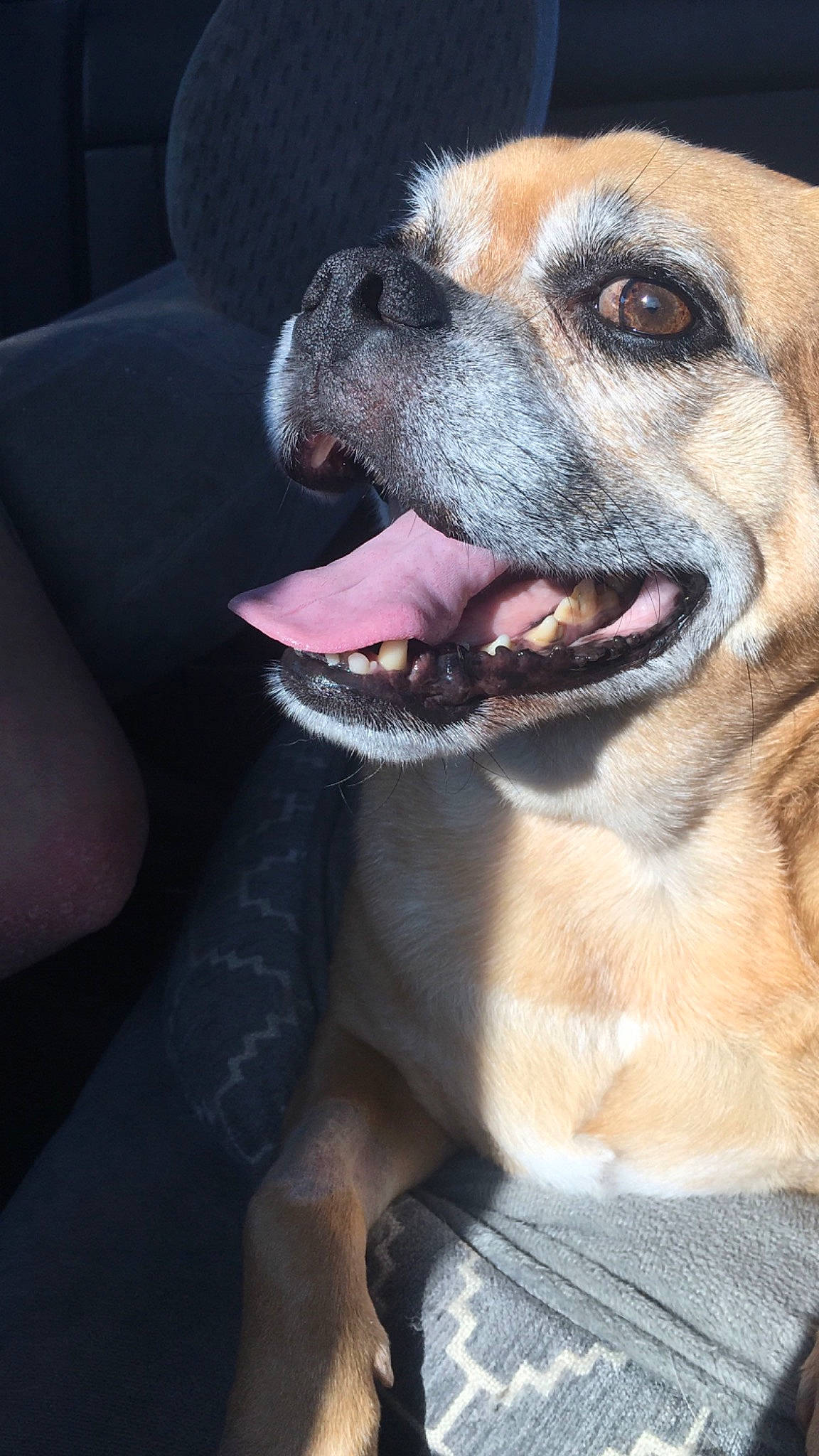 Myles is registered to the contest to win money with this photo: canidae, carnivore, companion_dog, dog, dog_breed, eye, facial_expression, fawn, mammal, mouth, non_sporting_group, nose, organ, puppy_love, rare_breed_dog, snout, tongue, tooth, vertebrate, whiskers