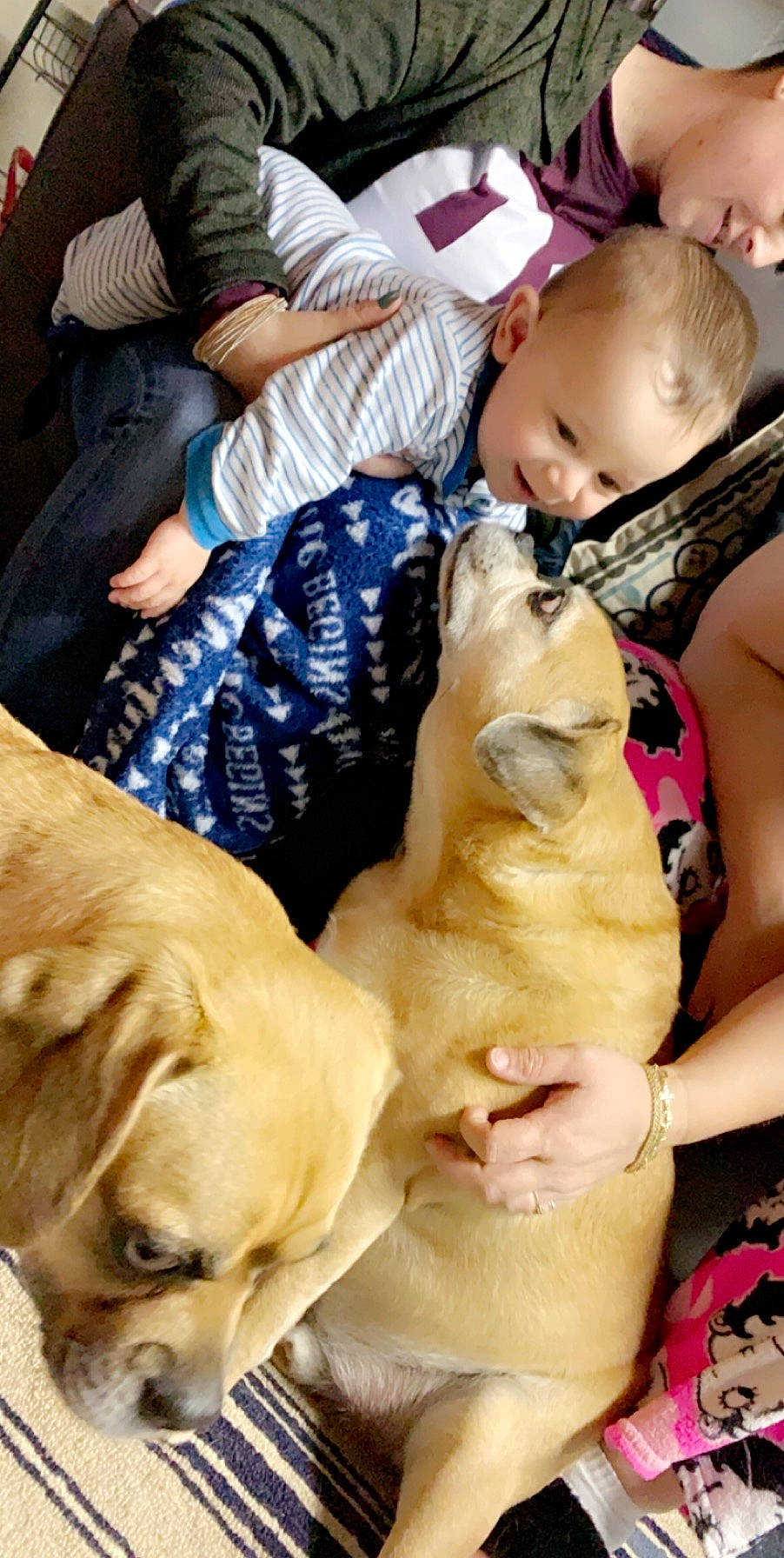 Myles is registered to the contest to win money with this photo: canidae, carnivore, child, companion_dog, dog, dog_breed, fawn, labrador_retriever, pit_bull, puppy_love, retriever, sporting_group