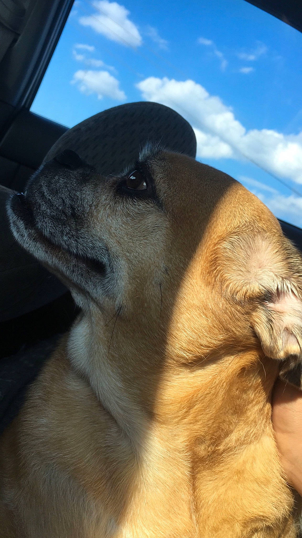 Myles is registered to the contest to win money with this photo: canidae, carnivore, dog, dog_breed, fawn, mammal, nose, snout, vertebrate, whiskers