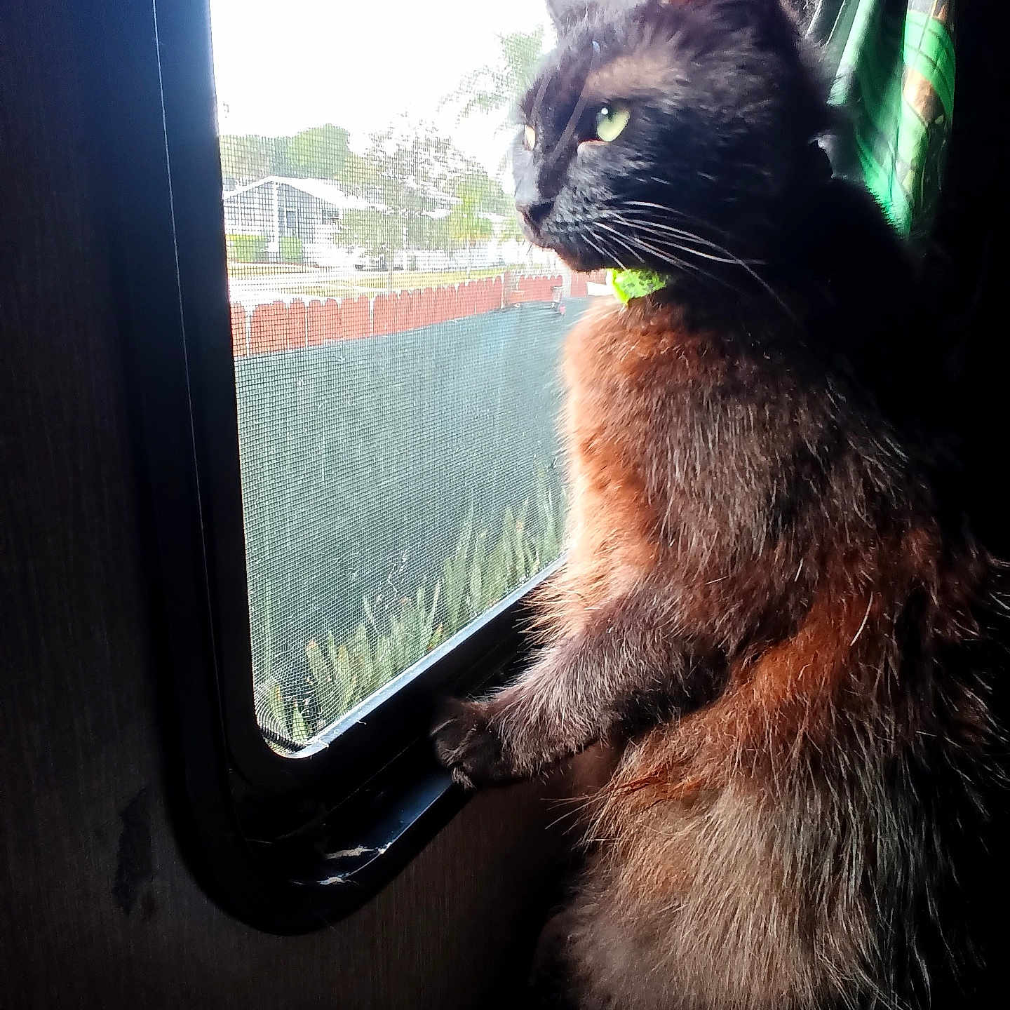 Boo is registered to the contest to win money with this photo: animal, cat, cozy, curious, curtain, domestic_cat, feline, fluffy, green_eyes, indoor, looking_out, natural_light, paws, peaceful, pet, quiet, resting, screen, sitting, window