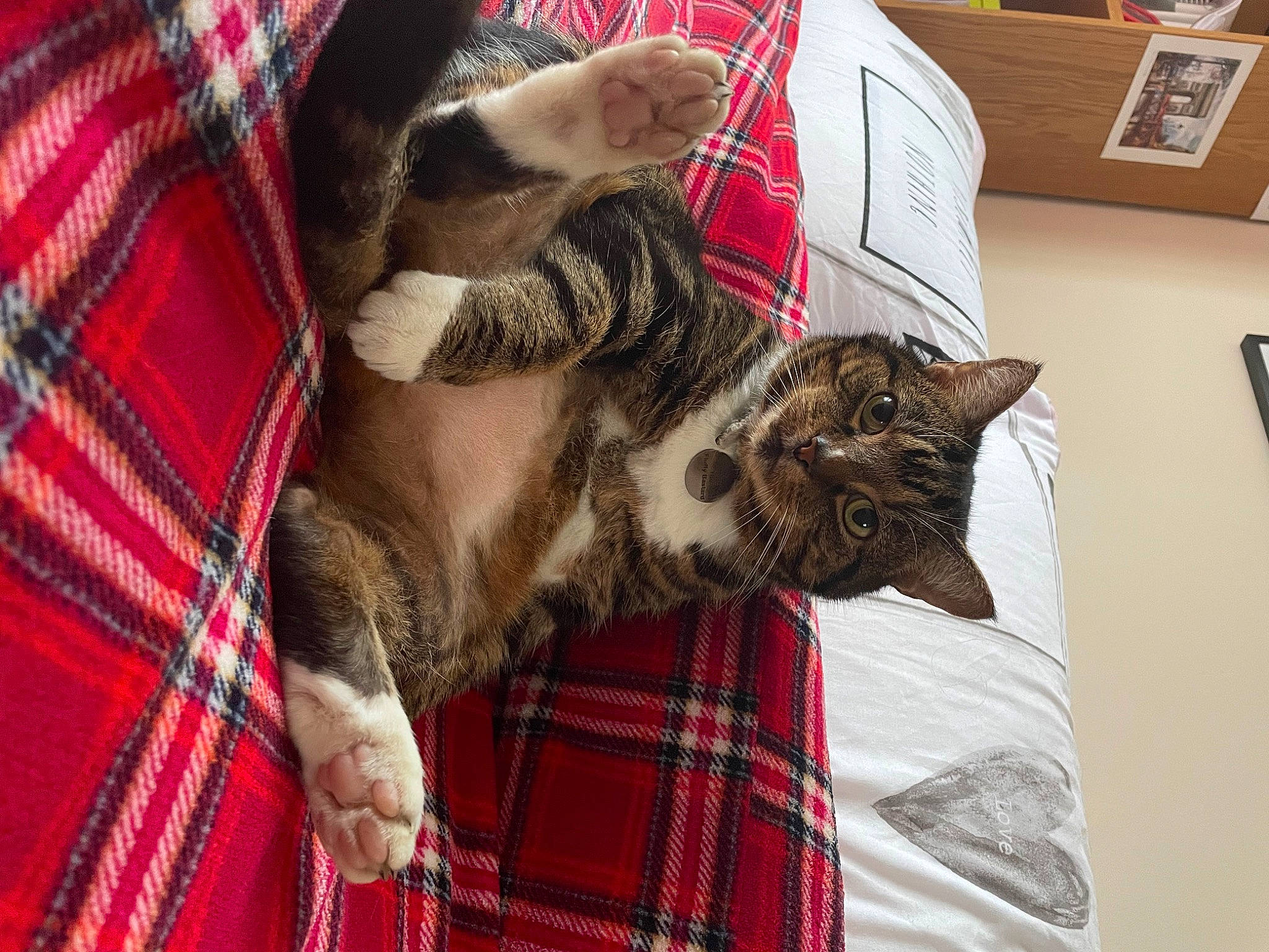 Audrey joined the competition — help win amazing prizes! canidae, carnivore, cat, comfort, companion_dog, dog_breed, domestic_short_haired_cat, fawn, felidae, fur, linens, pattern, picture_frame, plaid, small_to_medium_sized_cats, snout, tail, tartan, textile, whiskers