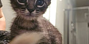 Wilson joined the competition — help win amazing prizes! kitten, cat, pet, paw, furry, cute, indoor, blurred, young, animal, tabby, whiskers, curious, closeup, playful, small, domestic, mammal, fur, eyes
