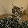 kitten, cat, tabby, cute, animal, pet, fur, whiskers, claws, patterned_fabric, close_up, indoor, soft_focus, curious, young, small, adorable, mammal, feline, clinging