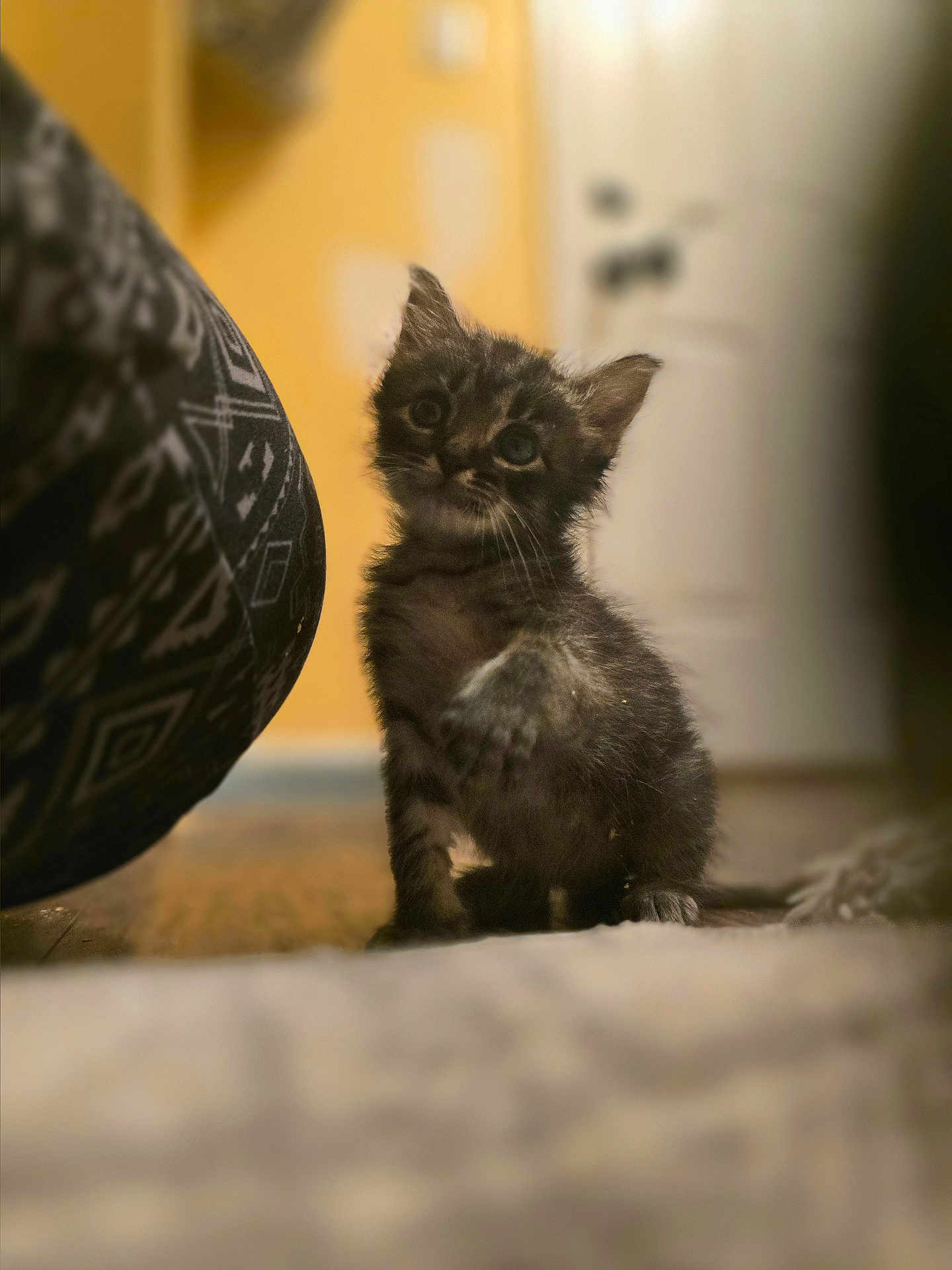 Wilson
