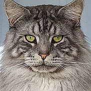 Touini a rejoint le concours — aidez-le/la à gagner de superbes lots ! alert, animal, cat, closeup, cute, domestic_cat, ears, face, feline, fluffy, fur, indoor, looking, muzzle, pet, portrait, soft, tabby, whiskers, yellow_eyes