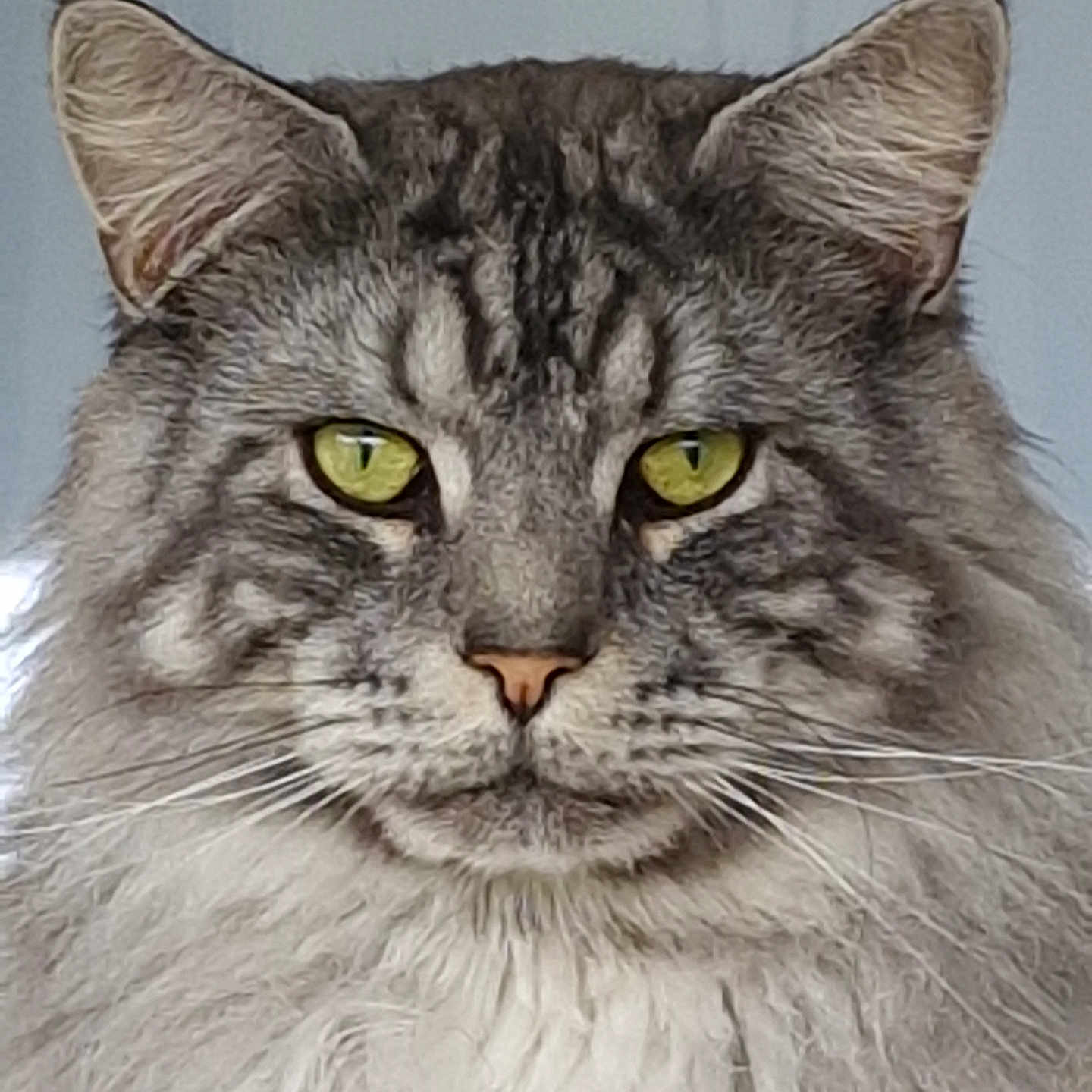 Touini a rejoint le concours — aidez-le/la à gagner de superbes lots ! alert, animal, cat, closeup, cute, domestic_cat, ears, face, feline, fluffy, fur, indoor, looking, muzzle, pet, portrait, soft, tabby, whiskers, yellow_eyes
