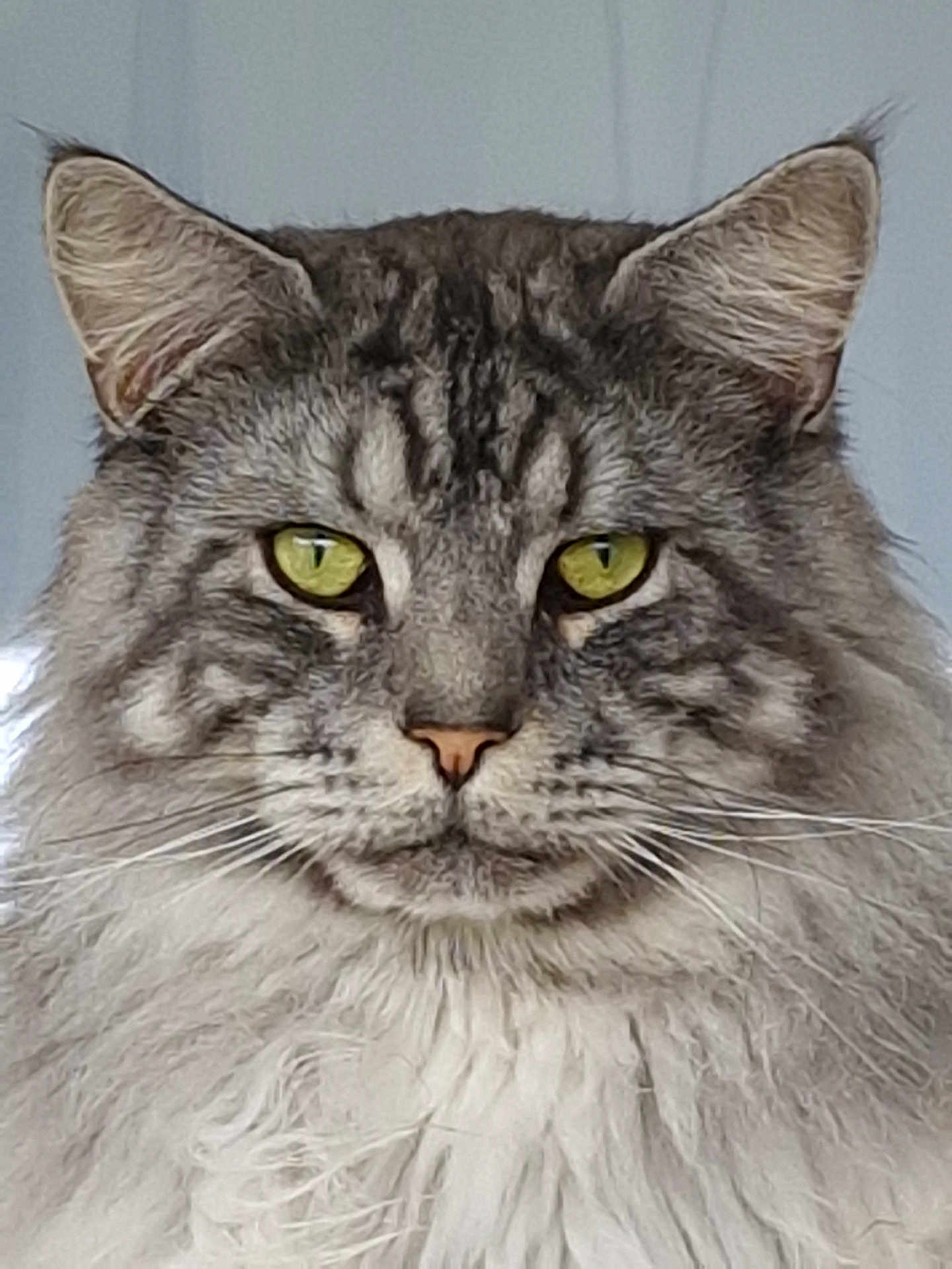 Touini a rejoint le concours — aidez-le/la à gagner de superbes lots ! alert, animal, cat, closeup, cute, domestic_cat, ears, face, feline, fluffy, fur, indoor, looking, muzzle, pet, portrait, soft, tabby, whiskers, yellow_eyes