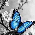 Papillon P.
