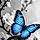 Papillon P.