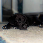 Sooty joined the competition — help win amazing prizes! puppy, dog, black_dog, lying_down, carpet, indoor, pet, young_dog, fur, animal, cute, paw, resting, closeup, blurred_background, domestic_animal, sleepy, adorable, companion, canine