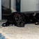 Sooty