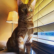 Pilot joined the competition — help win amazing prizes! aegean_cat, cat, cat_like_mammal, domestic_short_haired_cat, dragon_li, european_shorthair, fur, german_rex, kitten, small_to_medium_sized_cats, snout, tabby_cat, whiskers