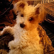 Little Lisa is registered to the contest to win money with this photo: dog, curly_fur, indoor, blanket, cozy, brown, wooden_wall, pet, animal, relaxed, fur, mammal, companion, cage, furniture, resting, cute, household, curled_up, domestic