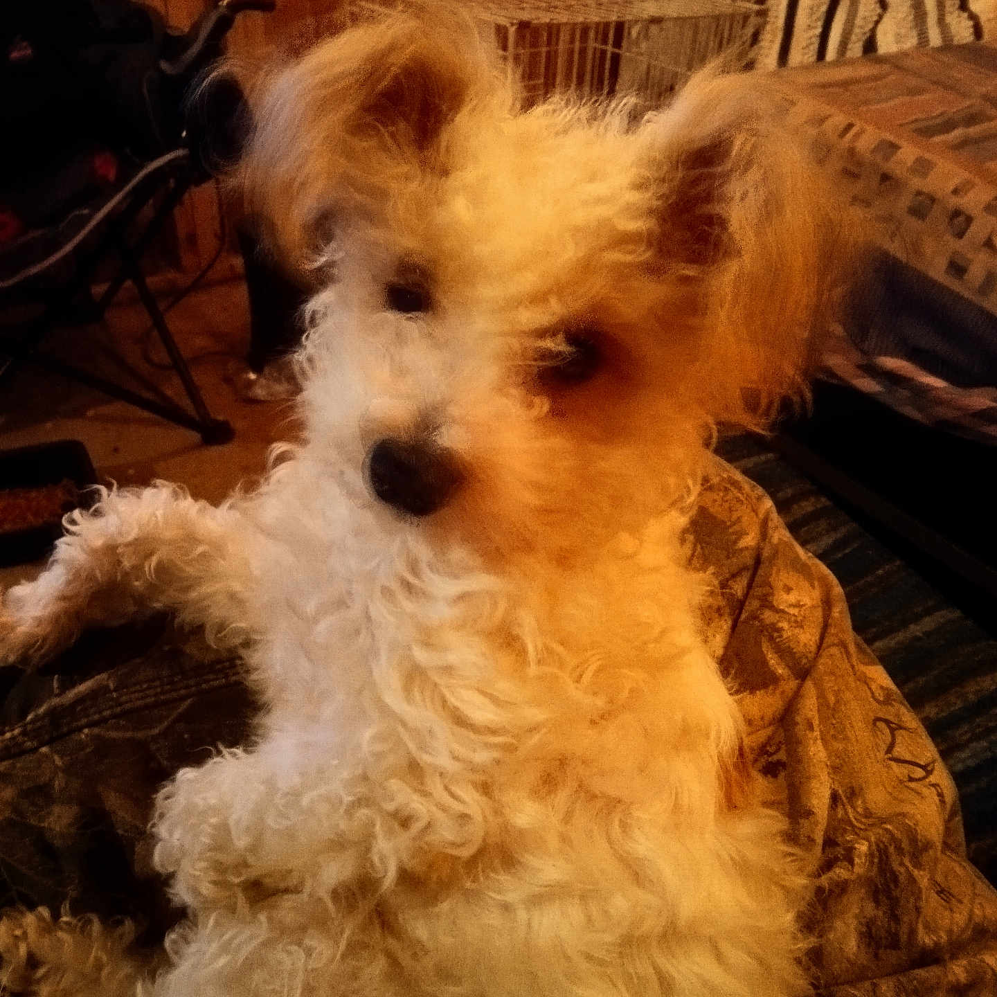 Little Lisa is registered to the contest to win money with this photo: animal, blanket, brown, cage, companion, cozy, curled_up, curly_fur, cute, dog, domestic, fur, furniture, household, indoor, mammal, pet, relaxed, resting, wooden_wall