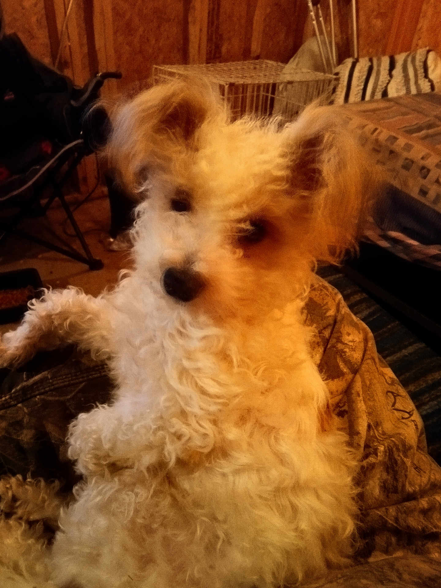 Little Lisa is registered to the contest to win money with this photo: dog, curly_fur, indoor, blanket, cozy, brown, wooden_wall, pet, animal, relaxed, fur, mammal, companion, cage, furniture, resting, cute, household, curled_up, domestic