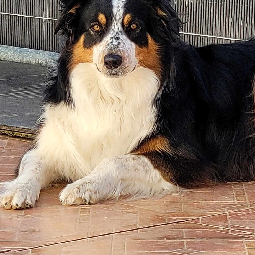 Nala