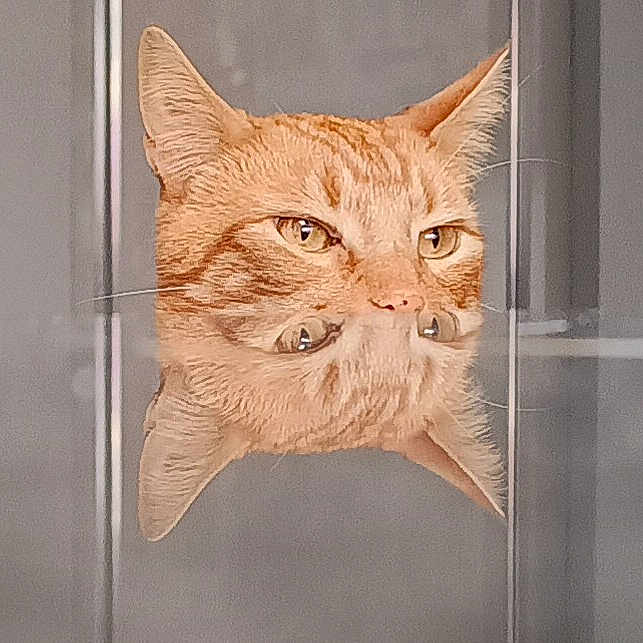 Simba is registered to the contest to win money with this photo: animal, cat, closeup, contemplative, curious, cute, domestic_cat, ears, face, feline, glass_surface, indoor, looking, mirror_image, orange_tabby, pet, portrait, reflection, whiskers, window