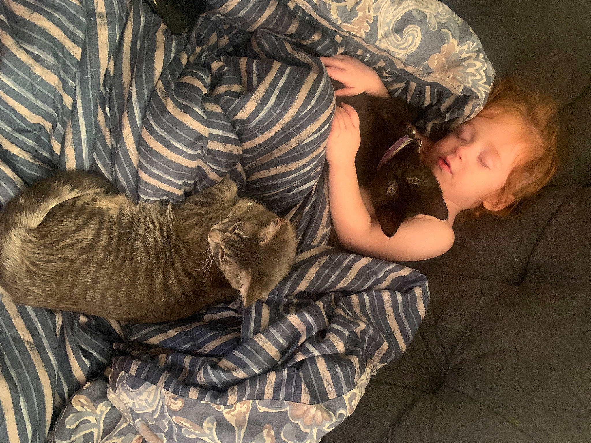 Rosalie joined the competition — help win amazing prizes! carnivore, cat, comfort, domestic_short_haired_cat, fawn, felidae, fur, glasses, grass, hat, human_leg, lap, person, sitting, small_to_medium_sized_cats, tail, terrestrial_animal, toddler, tree, whiskers