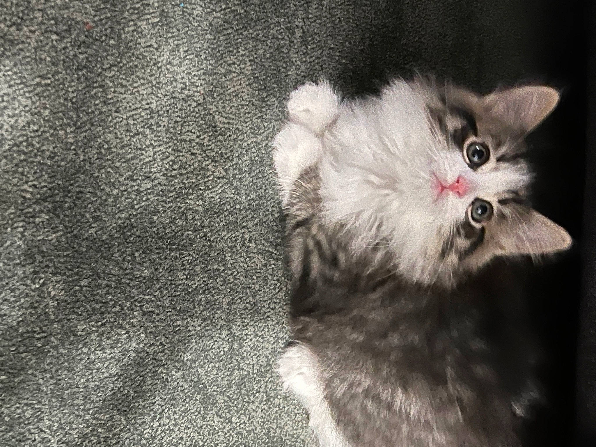 Thumper is registered to the contest to win money with this photo: carnivore, cat, claw, darkness, domestic_short_haired_cat, fang, felidae, fur, grey, monochrome, monochrome_photography, paw, small_to_medium_sized_cats, tail, whiskers