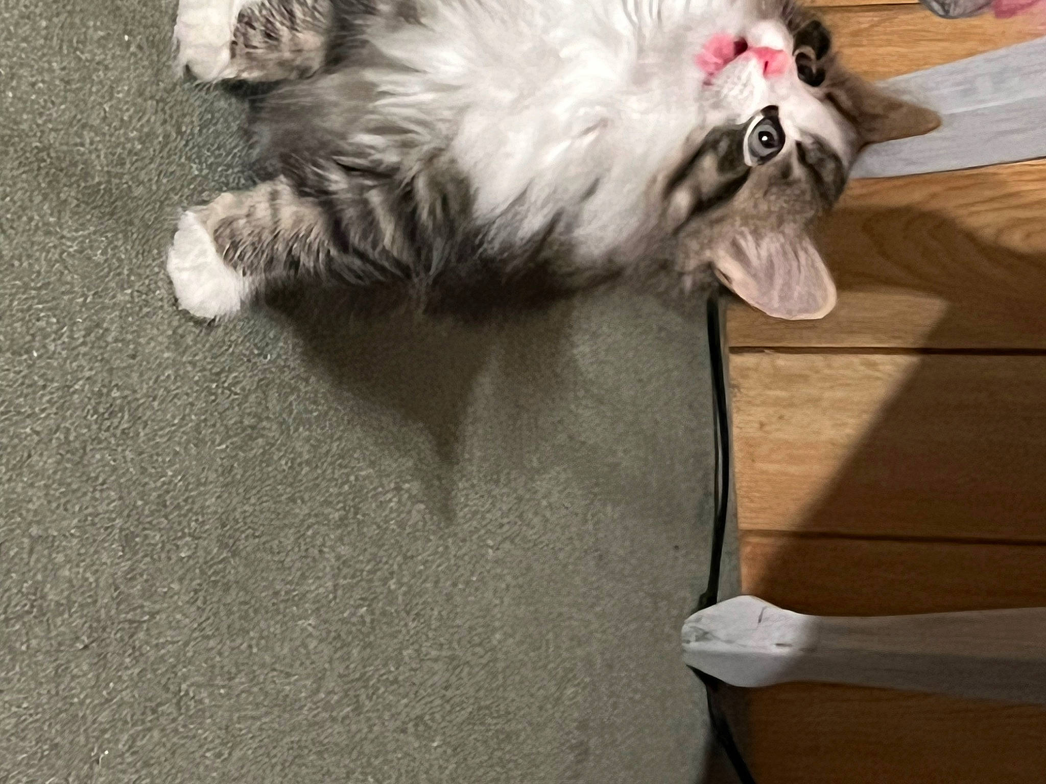 Thumper joined the competition — help win amazing prizes! asphalt, british_longhair, canidae, carnivore, cat, companion_dog, dog, dog_breed, fawn, felidae, fur, german_spitz, grey, paw, small_to_medium_sized_cats, spitz, sporting_group, tail, toy_dog, whiskers