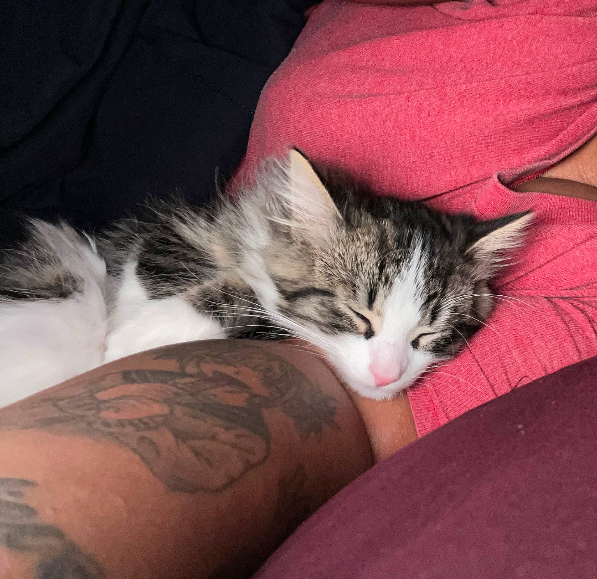 Thumper is registered to the contest to win money with this photo: carnivore, cat, claw, comfort, domestic_short_haired_cat, elbow, felidae, foot, fur, human_body, human_leg, nail, paw, small_to_medium_sized_cats, snout, temporary_tattoo, thigh, whiskers, wood, wrist