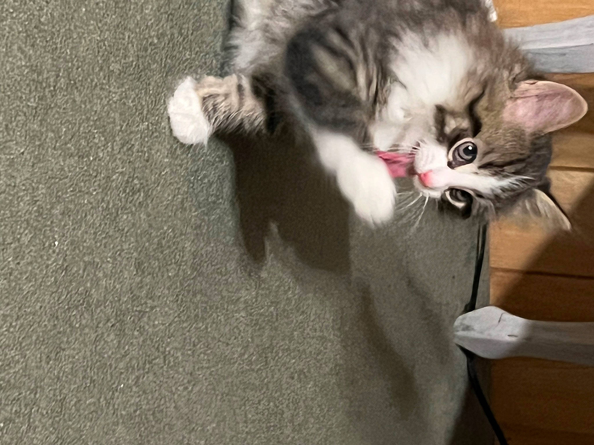 Thumper joined the competition — help win amazing prizes! carnivore, cat, cat_toy, claw, comfort, domestic_short_haired_cat, felidae, fur, grey, paw, small_to_medium_sized_cats, tail, whiskers