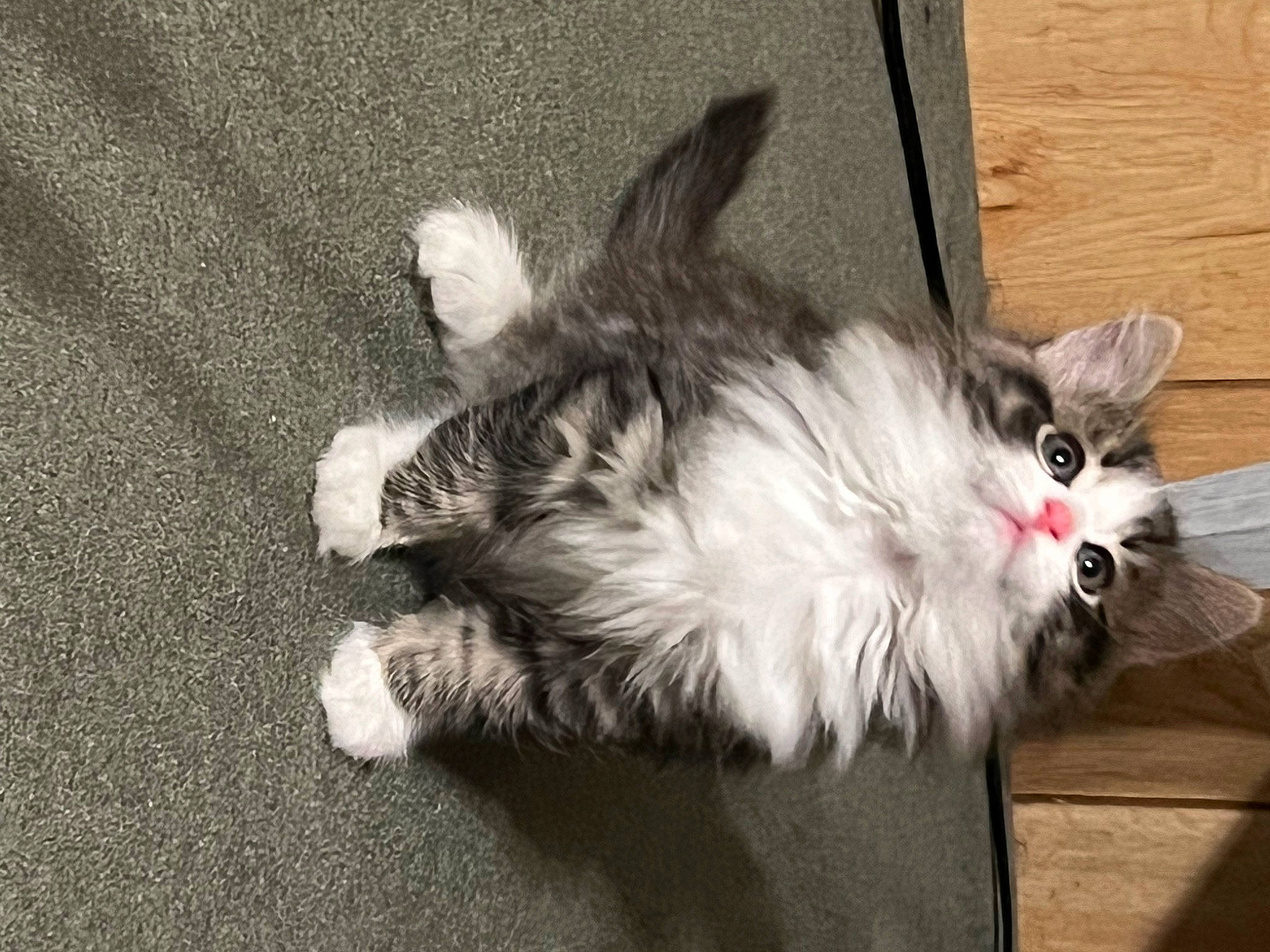 Thumper joined the competition — help win amazing prizes! box, cardboard, carnivore, cat, claw, comfort, domestic_short_haired_cat, felidae, foot, fur, grey, hardwood, paw, small_to_medium_sized_cats, tail, whiskers