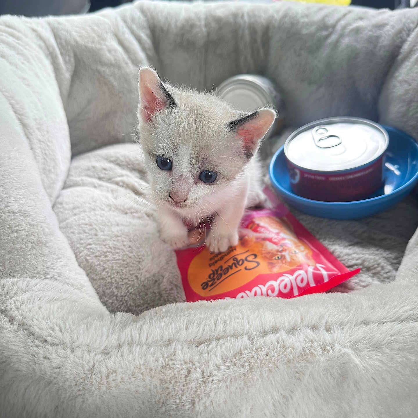 Gojo is registered to the contest to win money with this photo: animal, blanket, can, canine, cat, couch, cushion, dog, face, furniture, head, homedecor, kitten, person, pet, photography, portrait, puppy, tape, tin