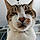Filou