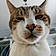 Filou